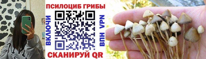 Купить где  Чудово  Псилоцибиновые грибы Magic Shrooms 
